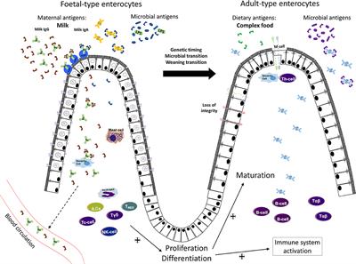 The Immature Gut Barrier and Its Importance in Establishing Immunity in Newborn Mammals